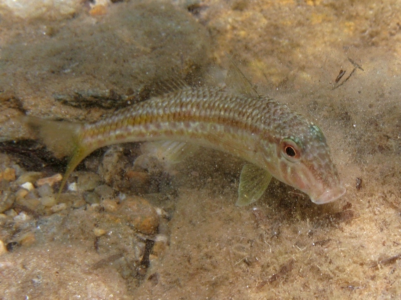 Mullus barbatus (Linnaeus, 1758)